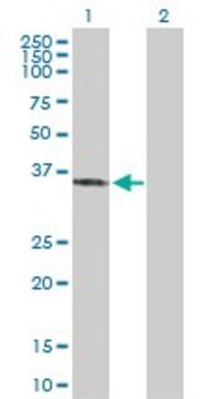 Anti-SFXN3 antibody produced in rabbit