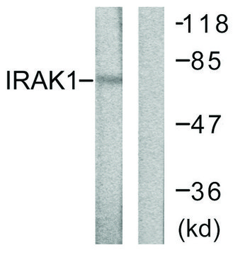 Anti-IRAK1 antibody produced in rabbit