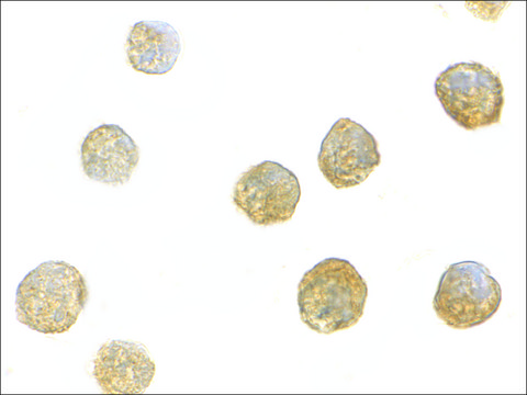 Anti-ADAP (ab2) antibody produced in