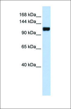 Anti-FAM120A antibody produced in rabbit
