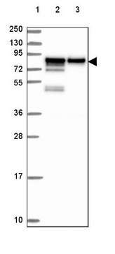 Anti-EWSR1 antibody produced in rabbit