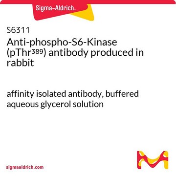Anti-phospho-S6-Kinase (pThr³??) antibody produced in