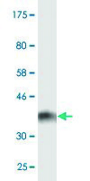 Monoclonal Anti-CYTH2 antibody produced in