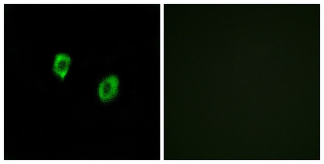 Anti-OR51F1 antibody produced in rabbit