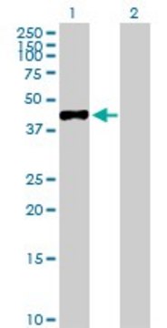 Anti-MAGEA3 antibody produced in rabbit