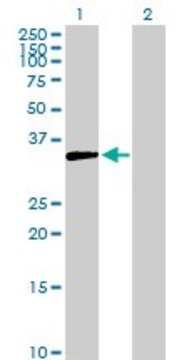 Anti-AKR1D1 antibody produced in rabbit