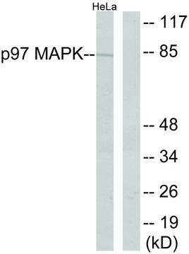 Anti-P97 MAPK antibody produced in