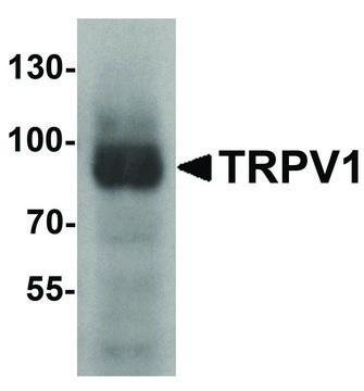 Anti-TRPV1 antibody produced in rabbit