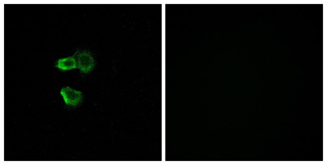 Anti-OR56B4 antibody produced in rabbit