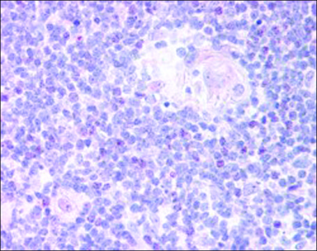 Anti-FOXN1 antibody produced in goat