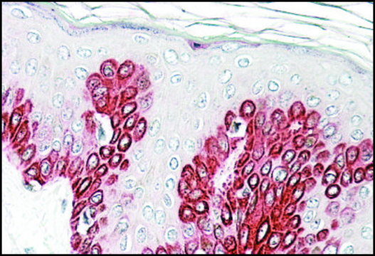 Anti-SIRT1 antibody produced in goat