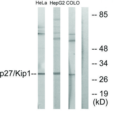 Anti-p27 KIP1 antibody produced in