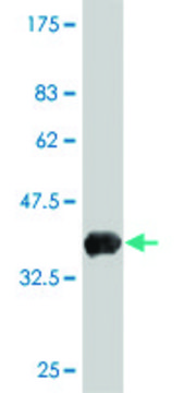 ANTI-INDO antibody produced in mouse