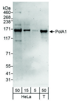 Rabbit anti-PolA1 Antibody, Affinity Purified
