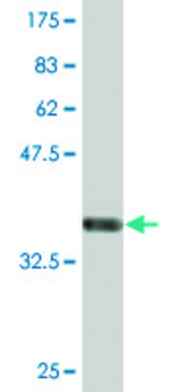 Monoclonal Anti-POLR3B antibody produced in