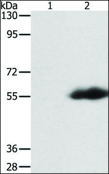 Anti-FLAG Tag antibody produced in