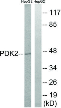 Anti-PDK2 antibody produced in rabbit