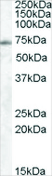 Anti-EXOC7 antibody produced in goat