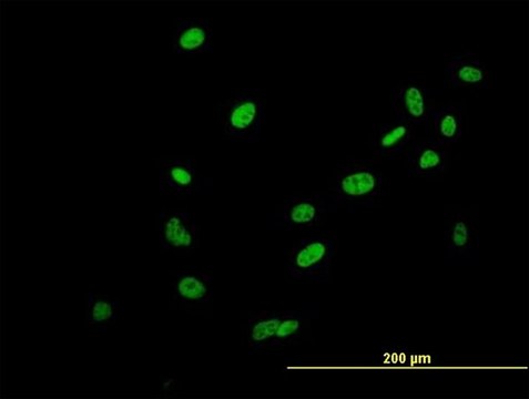 Anti-SAFB2 antibody produced in mouse