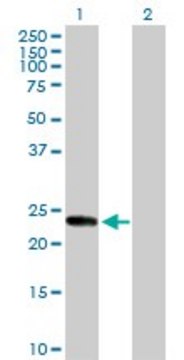 Anti-KIF26A antibody produced in rabbit