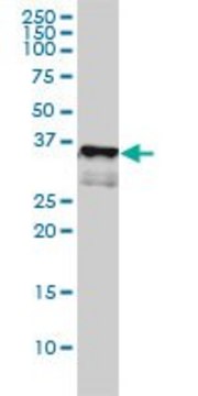 Monoclonal Anti-CD1A antibody produced in
