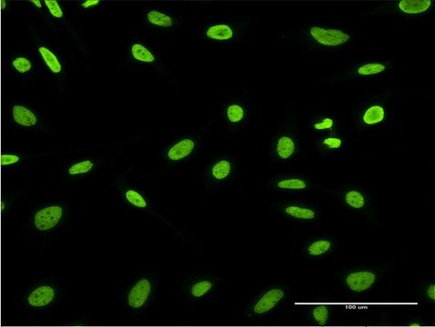 Monoclonal Anti-HDGFRP3 antibody produced in