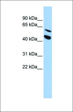 Anti-MMP24 antibody produced in rabbit