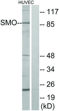 Anti-SMO antibody produced in rabbit