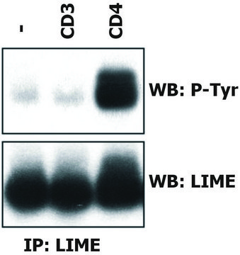 Monoclonal Anti-LIME antibody produced in