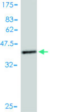 Monoclonal Anti-TRAPPC2 antibody produced in