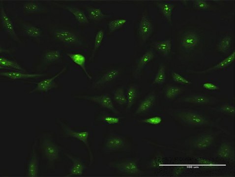 Anti-ESF1 antibody produced in rabbit