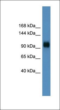 Anti-PPARGC1A antibody produced in rabbit