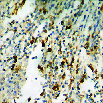 Anti-phospho-Synapsin1 (pSer???) antibody produced in