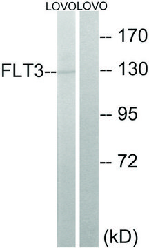 Anti-FLT3 antibody produced in rabbit