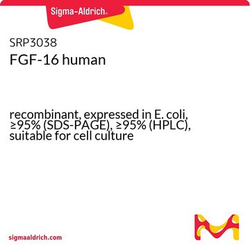 FGF-16 human