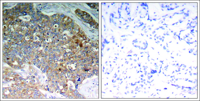 Anti-phospho-GSK3B (pTyr²¹?) antibody produced in