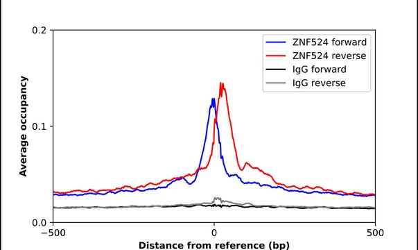 Anti-ZNF524 antibody produced in rabbit