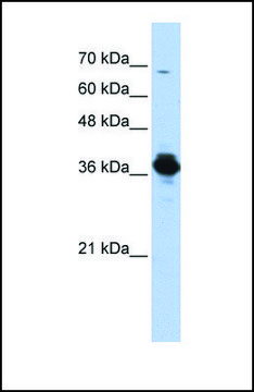 Anti-ATP6V0D2 antibody produced in rabbit