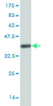 Monoclonal Anti-KHSRP antibody produced in