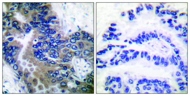 Anti-APAF-1-ALT antibody produced in rabbit