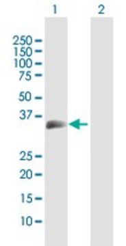 Anti-MOG antibody produced in rabbit
