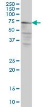 Monoclonal Anti-CAPN5 antibody produced in