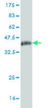 Monoclonal Anti-GOLGB1 antibody produced in