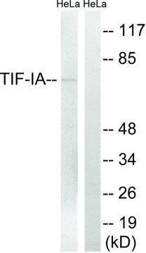 Anti-TIF-IA antibody produced in rabbit