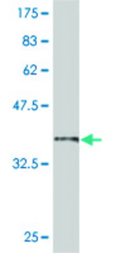 ANTI-SMAD6 antibody produced in mouse