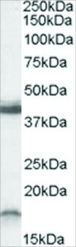 Anti-RAMP1 (C-Term) antibody produced in