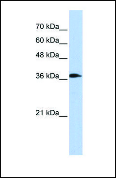 Anti-ATP6V0D2 antibody produced in rabbit