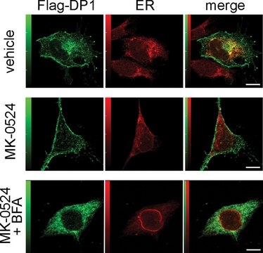 Anti-Mouse IgG (whole molecule)?Alkaline Phosphatase