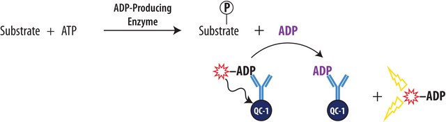Transcreener® ADP² FI Assay