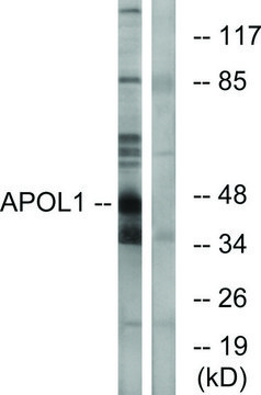 Anti-APOL1 antibody produced in rabbit